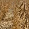 ACADIAN Bioestimulantes sao aliados dos agricultores para o aumento da produtividade na soja Foto Di