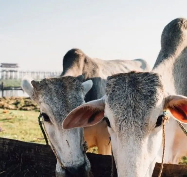 SYNTEC GRANDES Atencao aos vermes em bovinos Sorrateiros eles impactam a saude e a rentabilidade da