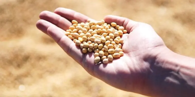BRQ Tratamento de sementes de soja com os inoculantes e defensivos biologicos impulsiona a producao
