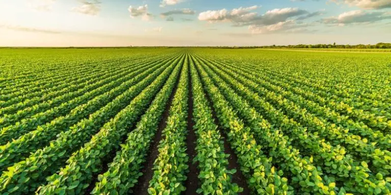 Rainbow Agro Rainbow defende boas praticas para evitar resistencia de pragas doencas e daninhas e fo