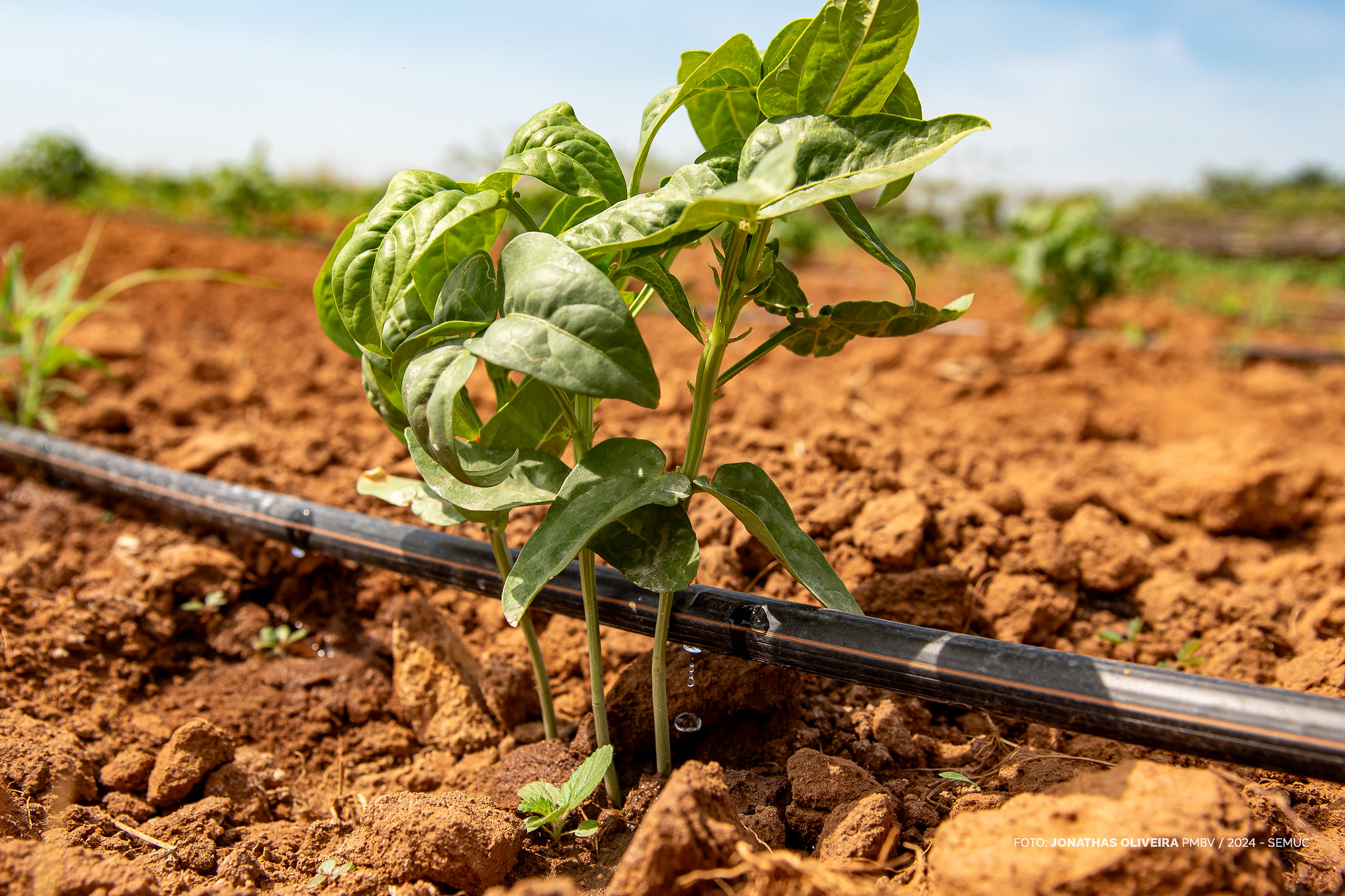 1761796552 991 Prefeitura abre edital para irrigacao fotovoltaica a agricultores familiares