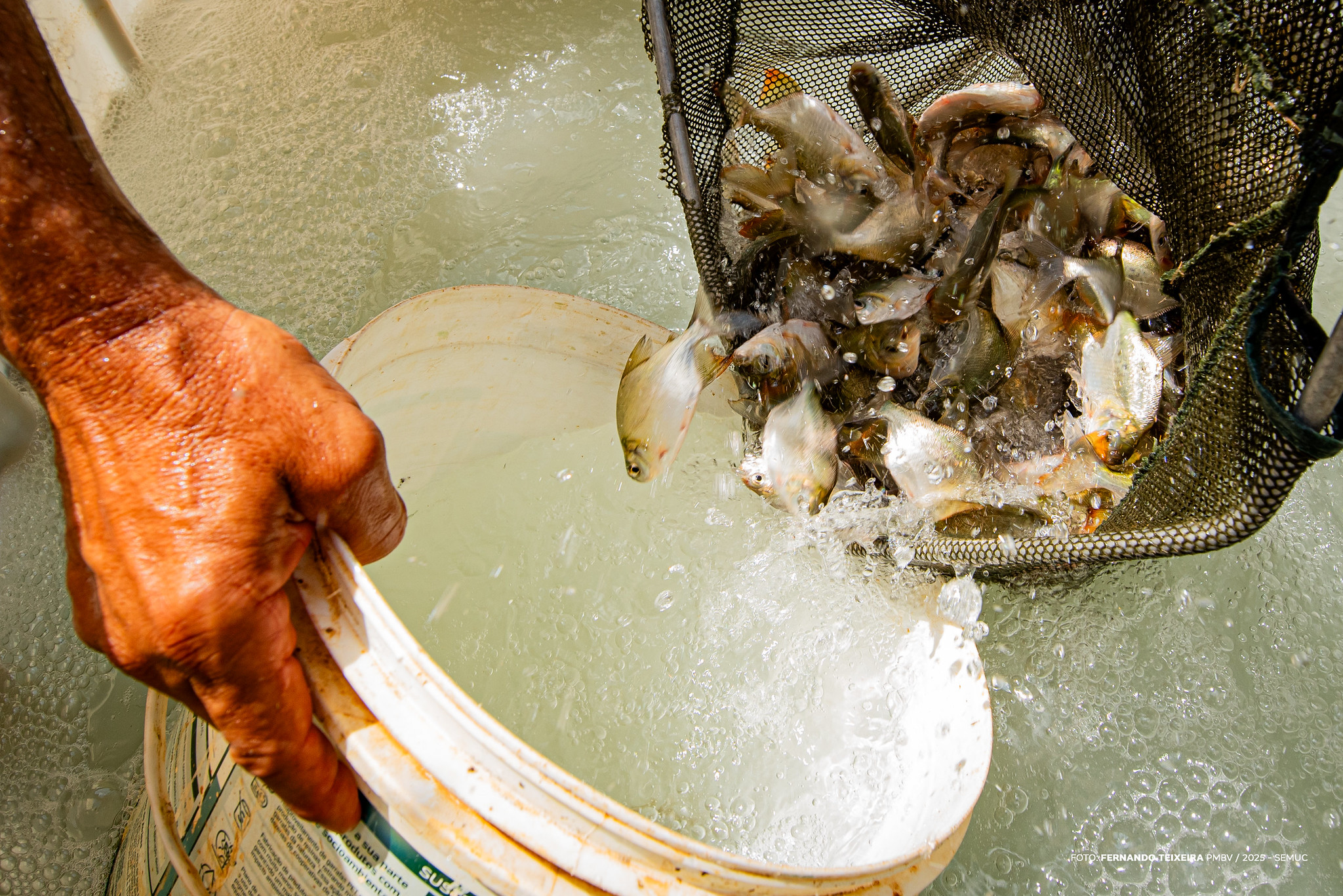 1762492593 113 Projeto Moro Mori entrega alevinos a comunidade Truaru da Cabeceira