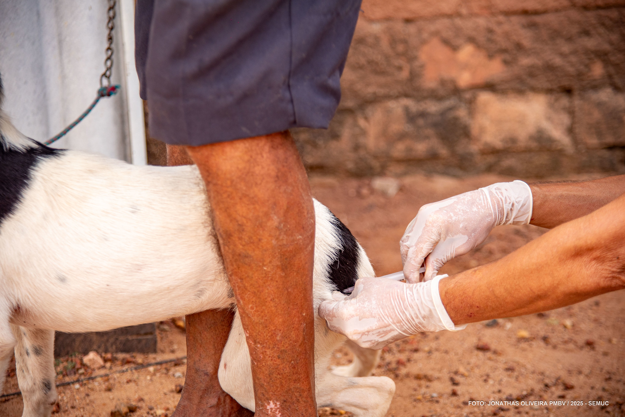 1762552255 947 Campanha itinerante imuniza caes e gatos na zona rural