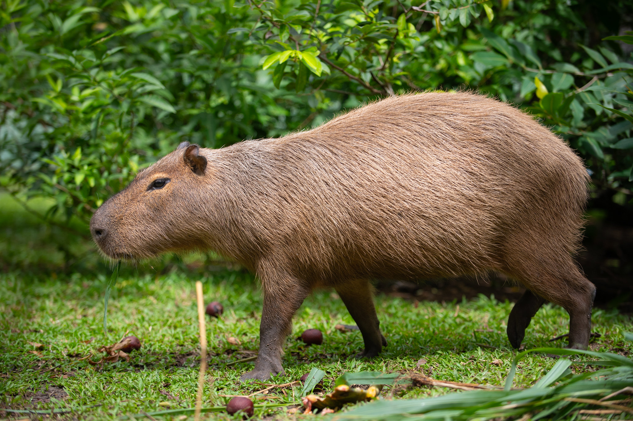 1767918970 383 Bosque dos Papagaios refugio de animais e educacao ambiental