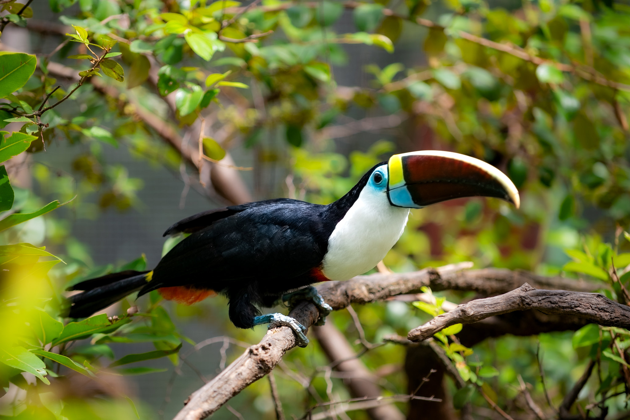 1767918970 425 Bosque dos Papagaios refugio de animais e educacao ambiental