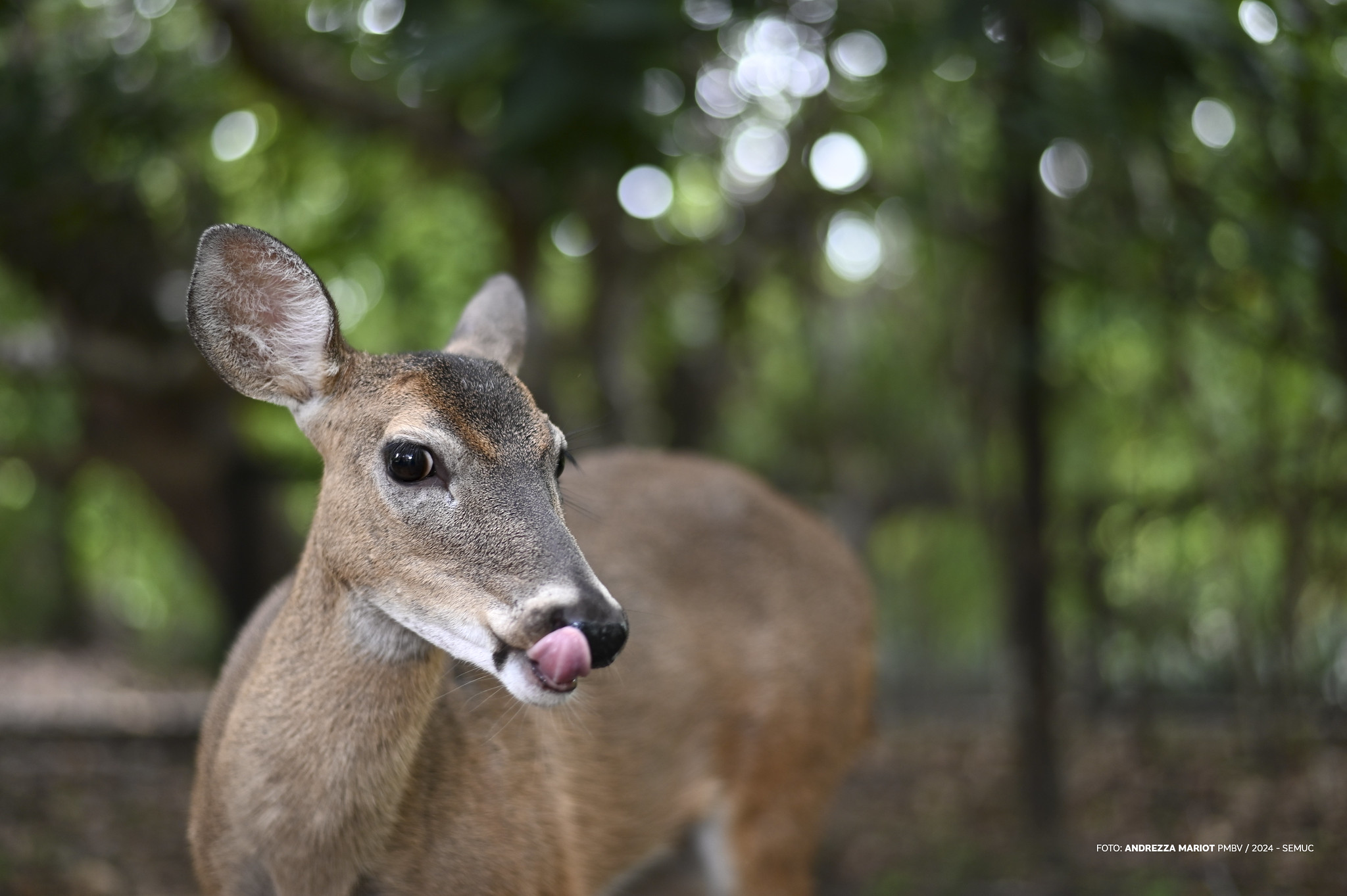 1767918970 530 Bosque dos Papagaios refugio de animais e educacao ambiental