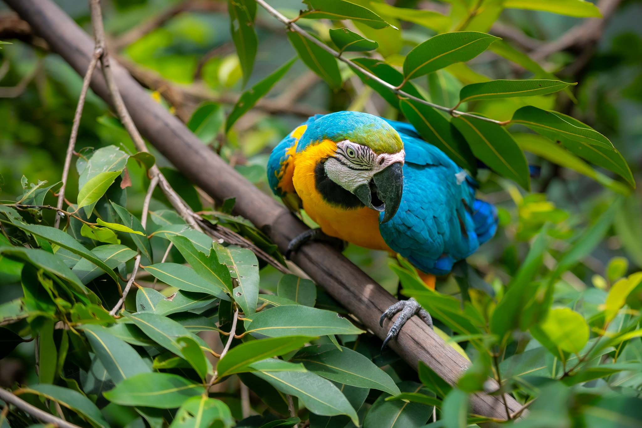 1767918970 706 Bosque dos Papagaios refugio de animais e educacao ambiental