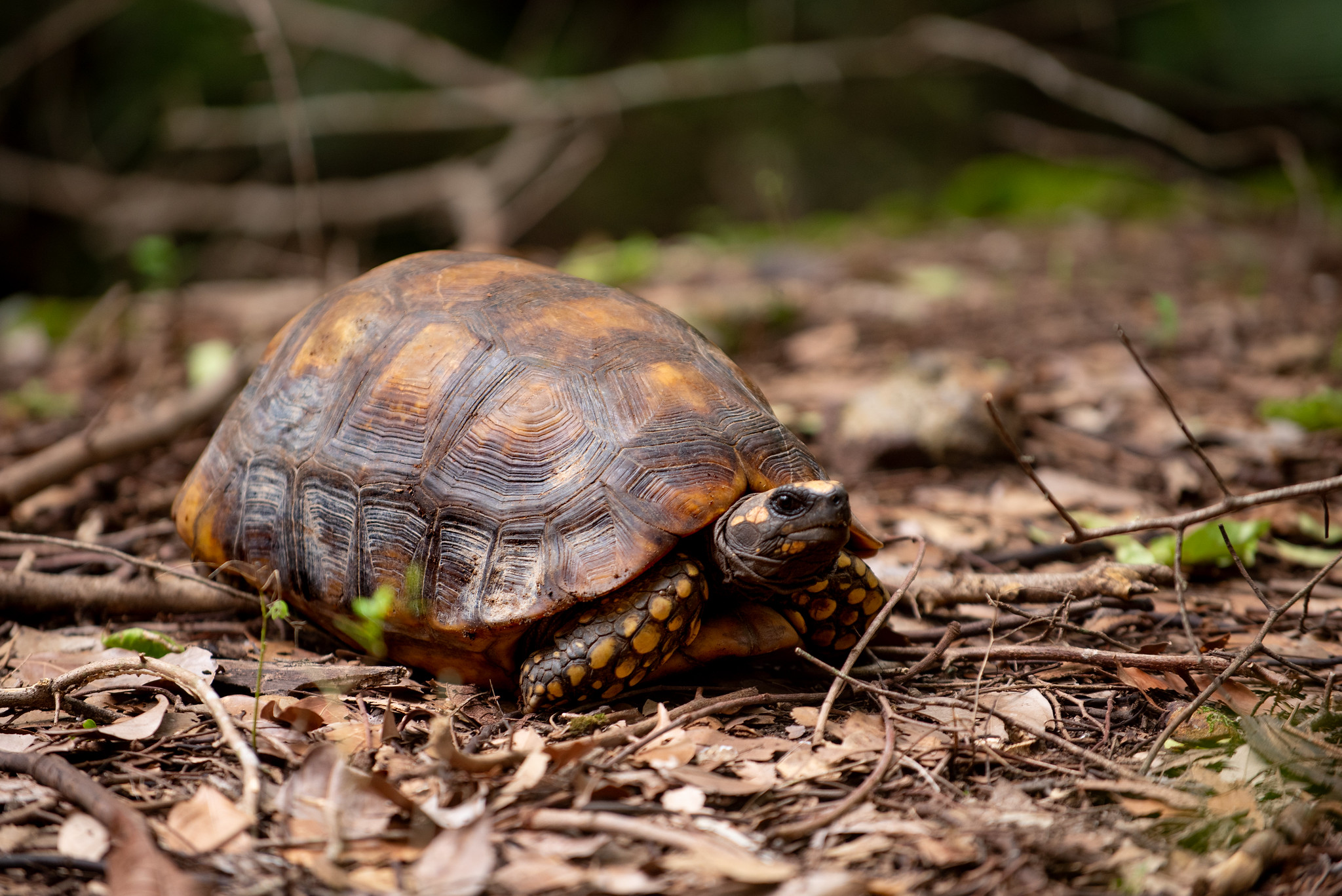 1767918971 615 Bosque dos Papagaios refugio de animais e educacao ambiental