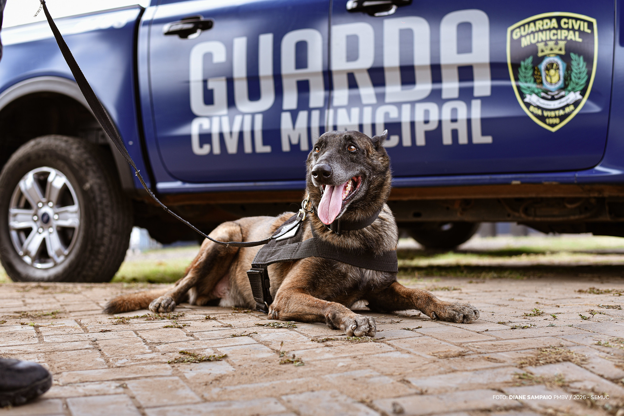 1770222113 354 Luke e Stark caes da GCM aposentam se apos sete anos