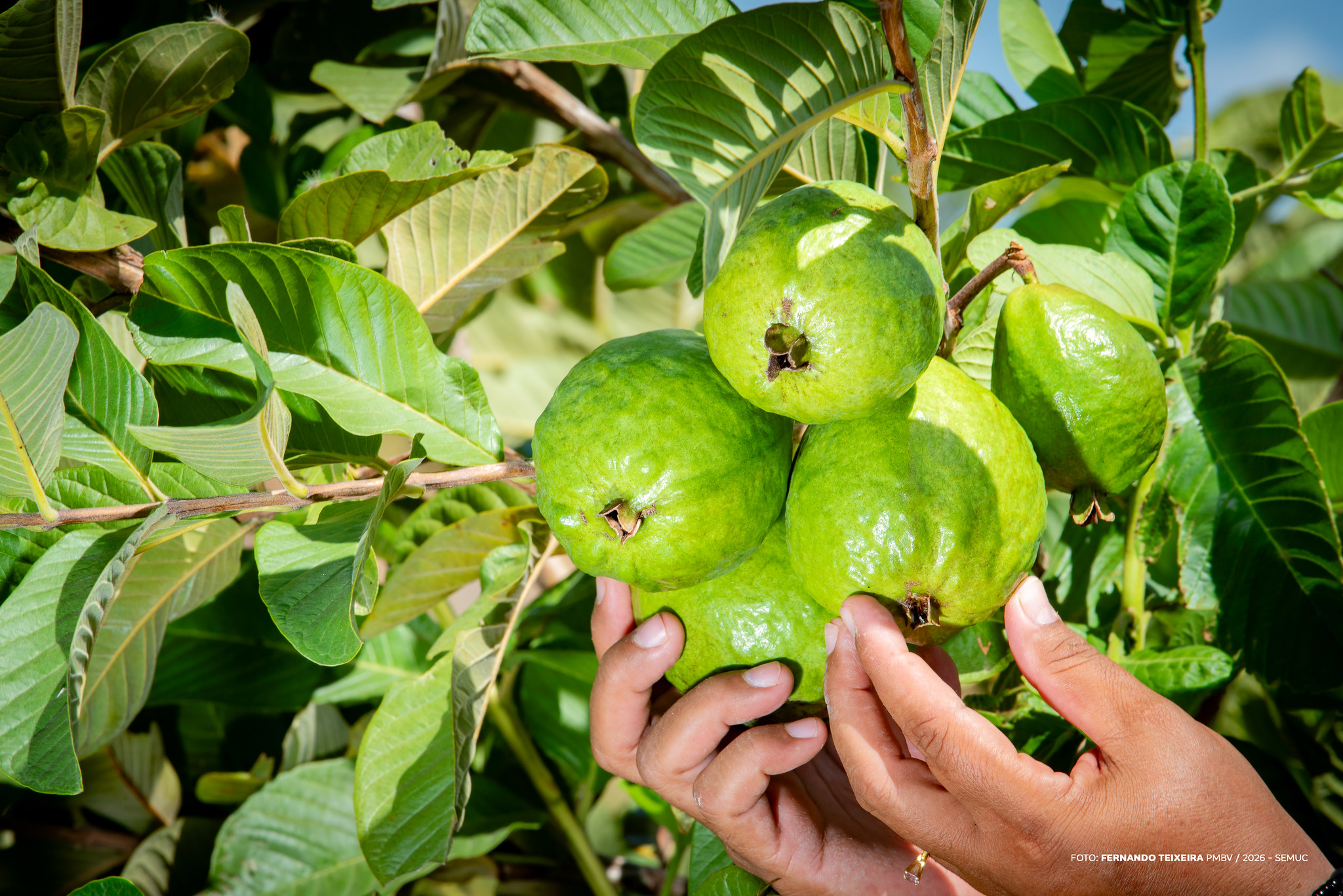 1772713268 935 Mulheres fortalecem agricultura familiar em Boa Vista