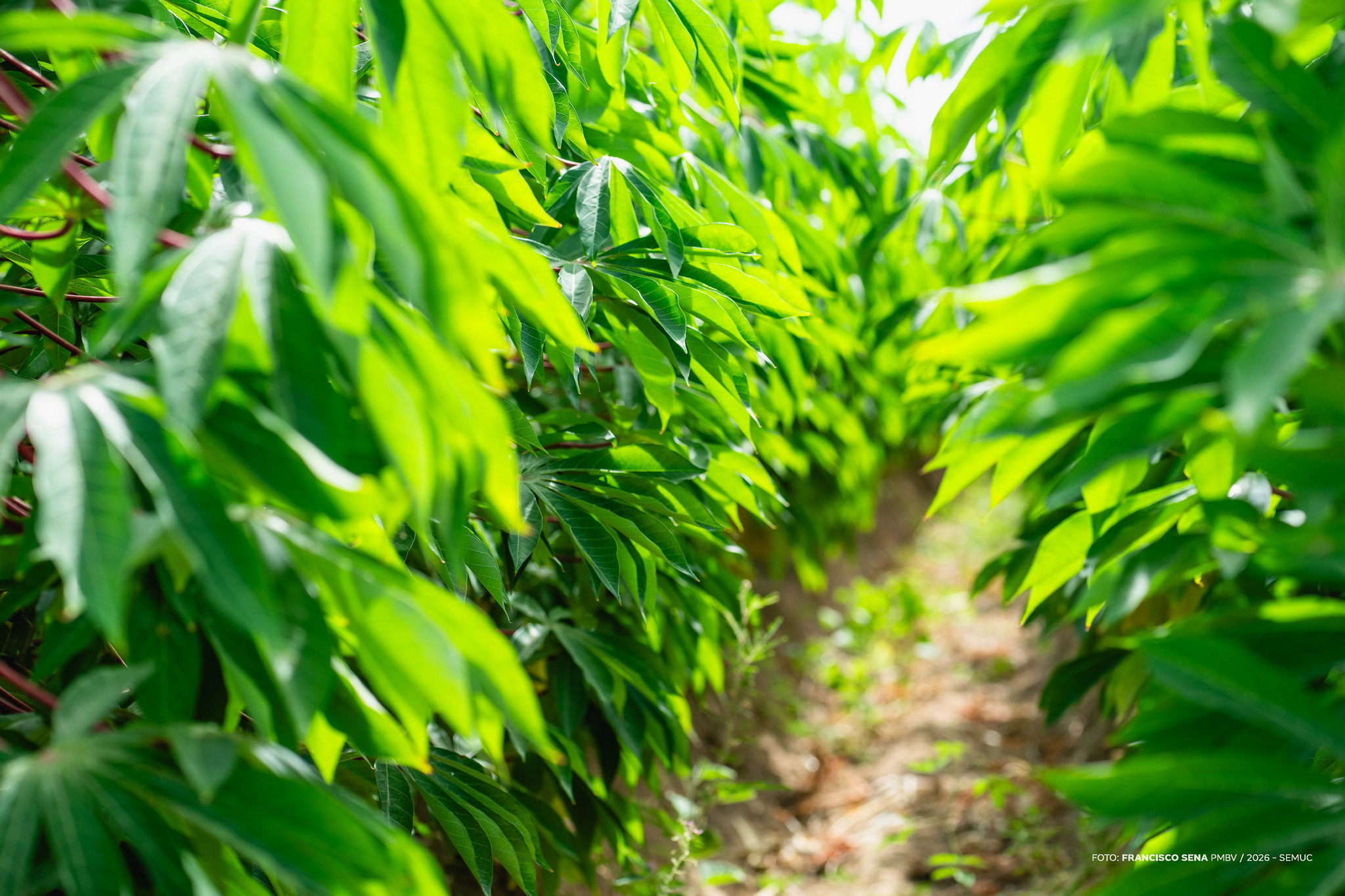 1773089350 311 Preparacao de canteiros avanca para o Dia de Campo Hortifruti