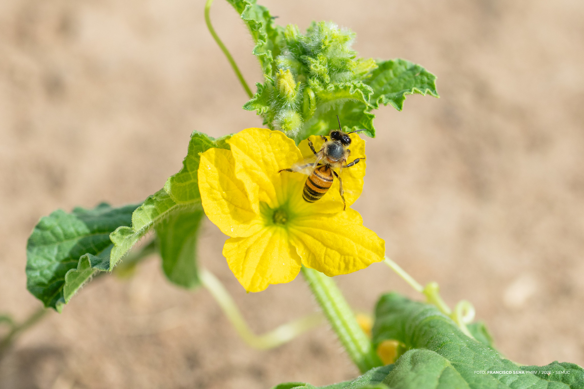 1773089350 681 Preparacao de canteiros avanca para o Dia de Campo Hortifruti