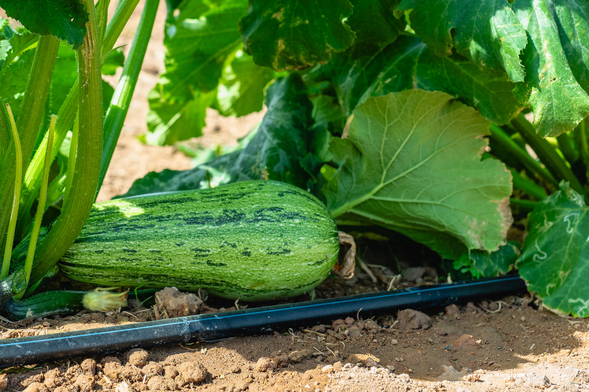 1773089350 905 Preparacao de canteiros avanca para o Dia de Campo Hortifruti
