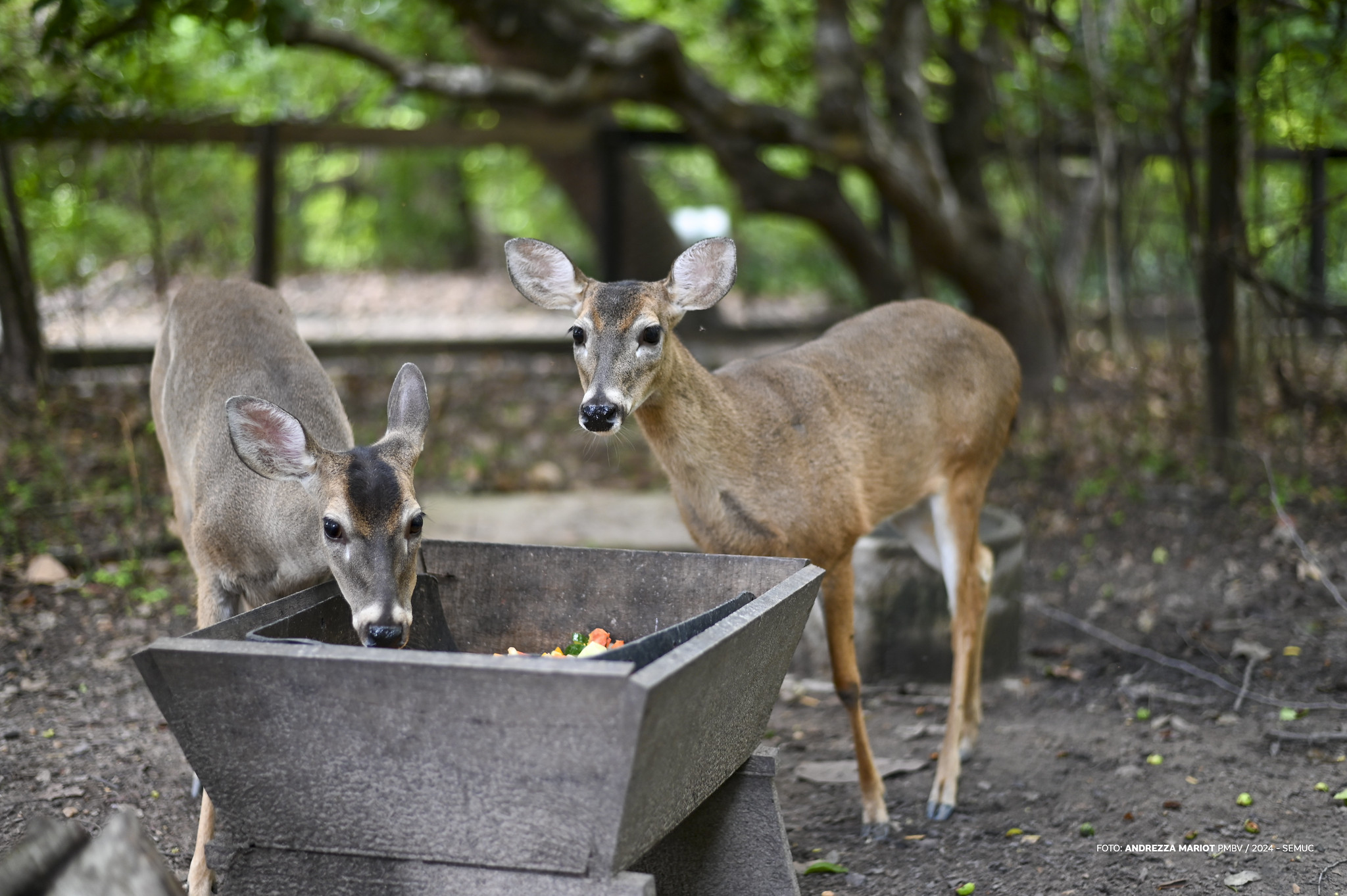 1773682754 864 Inscricoes abertas para protetores ONGs e associacoes de protecao animal