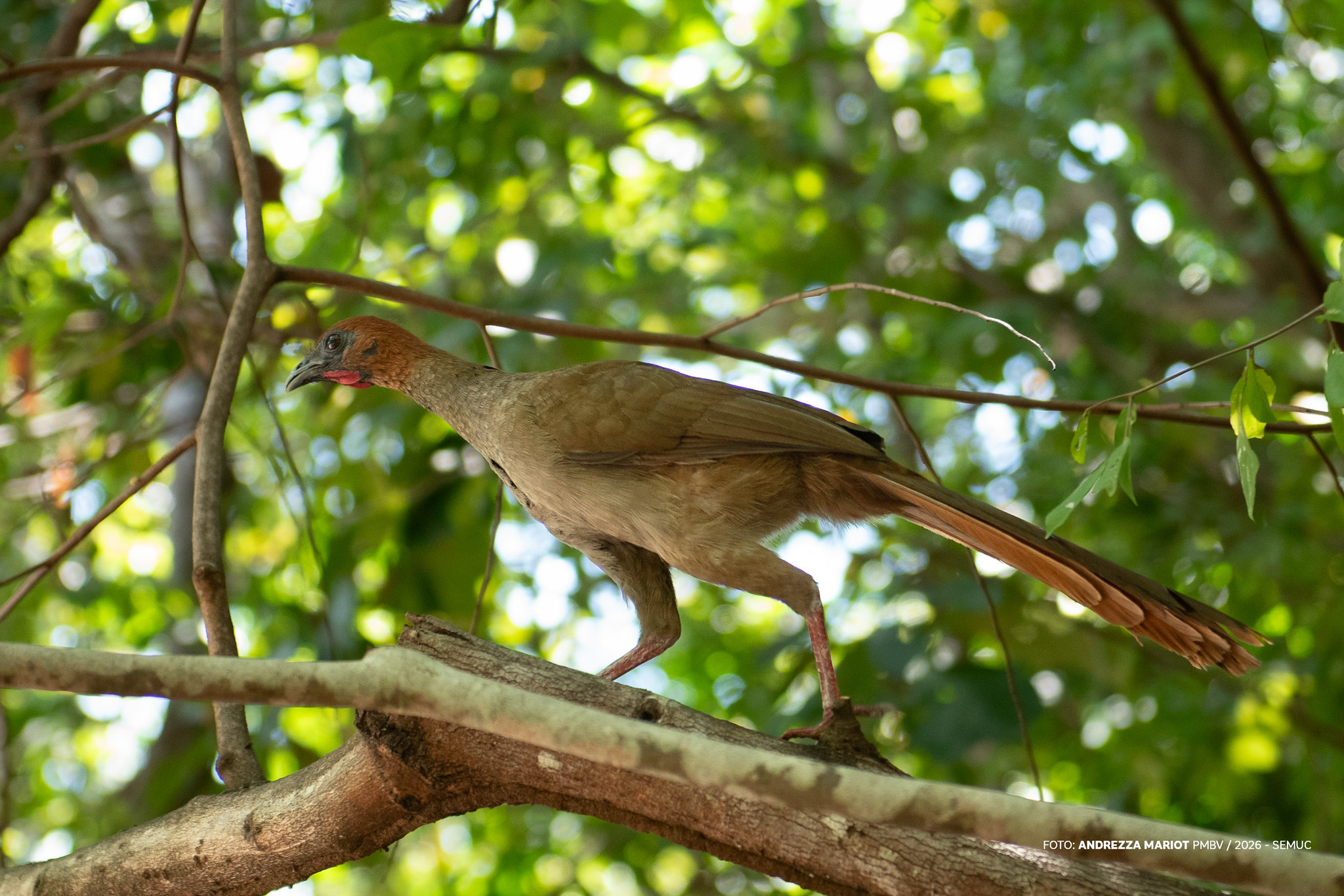 1773856443 253 Bosque dos Papagaios cantos que acalmam e atraem observadores