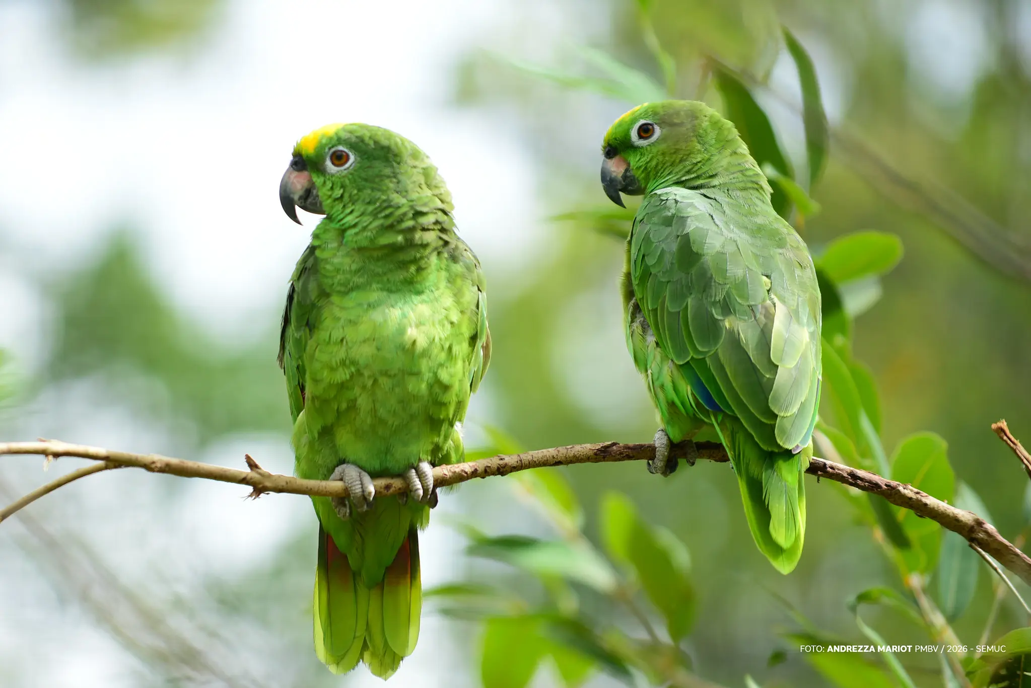 1773856443 386 Bosque dos Papagaios cantos que acalmam e atraem observadores