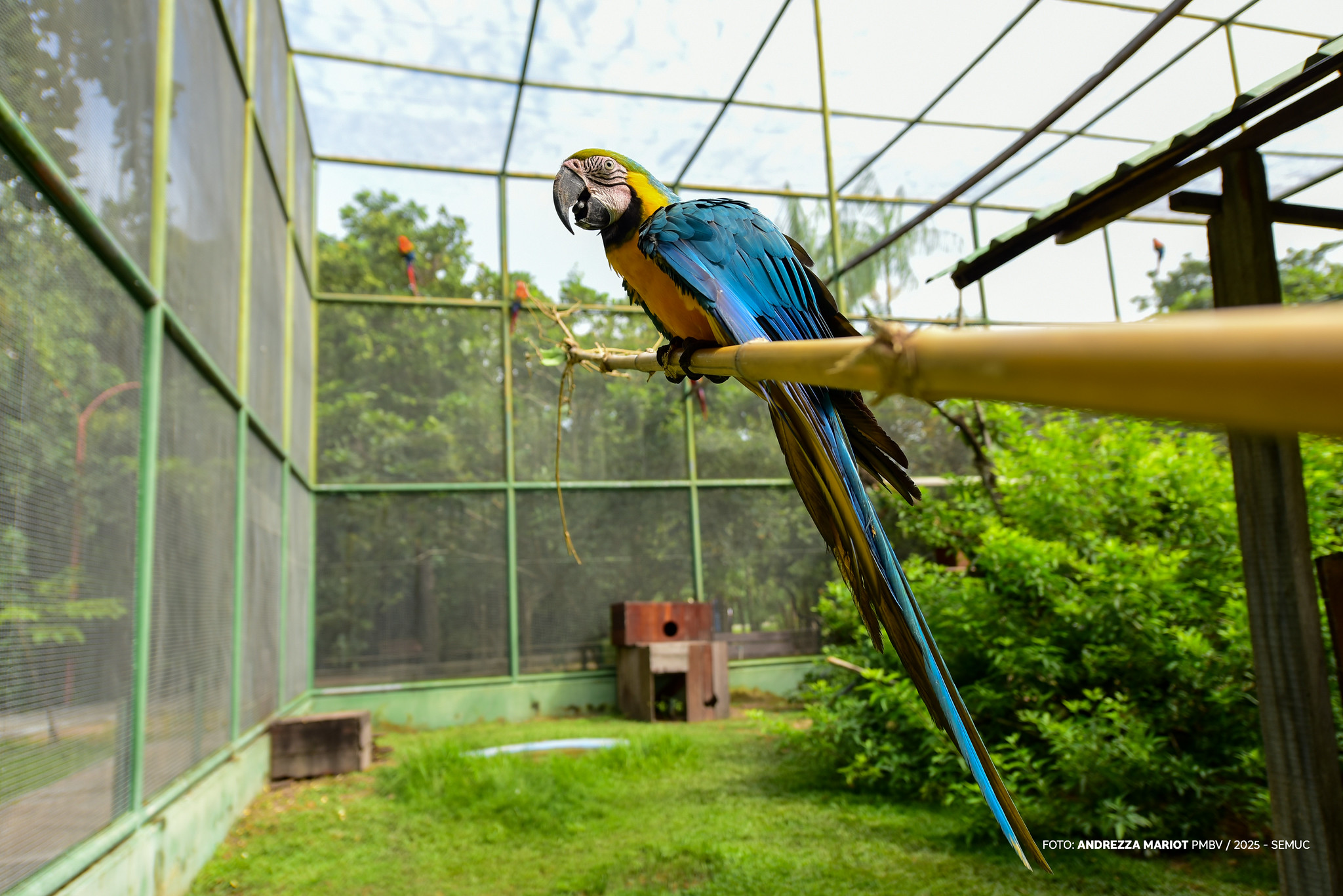 1773856444 528 Bosque dos Papagaios cantos que acalmam e atraem observadores