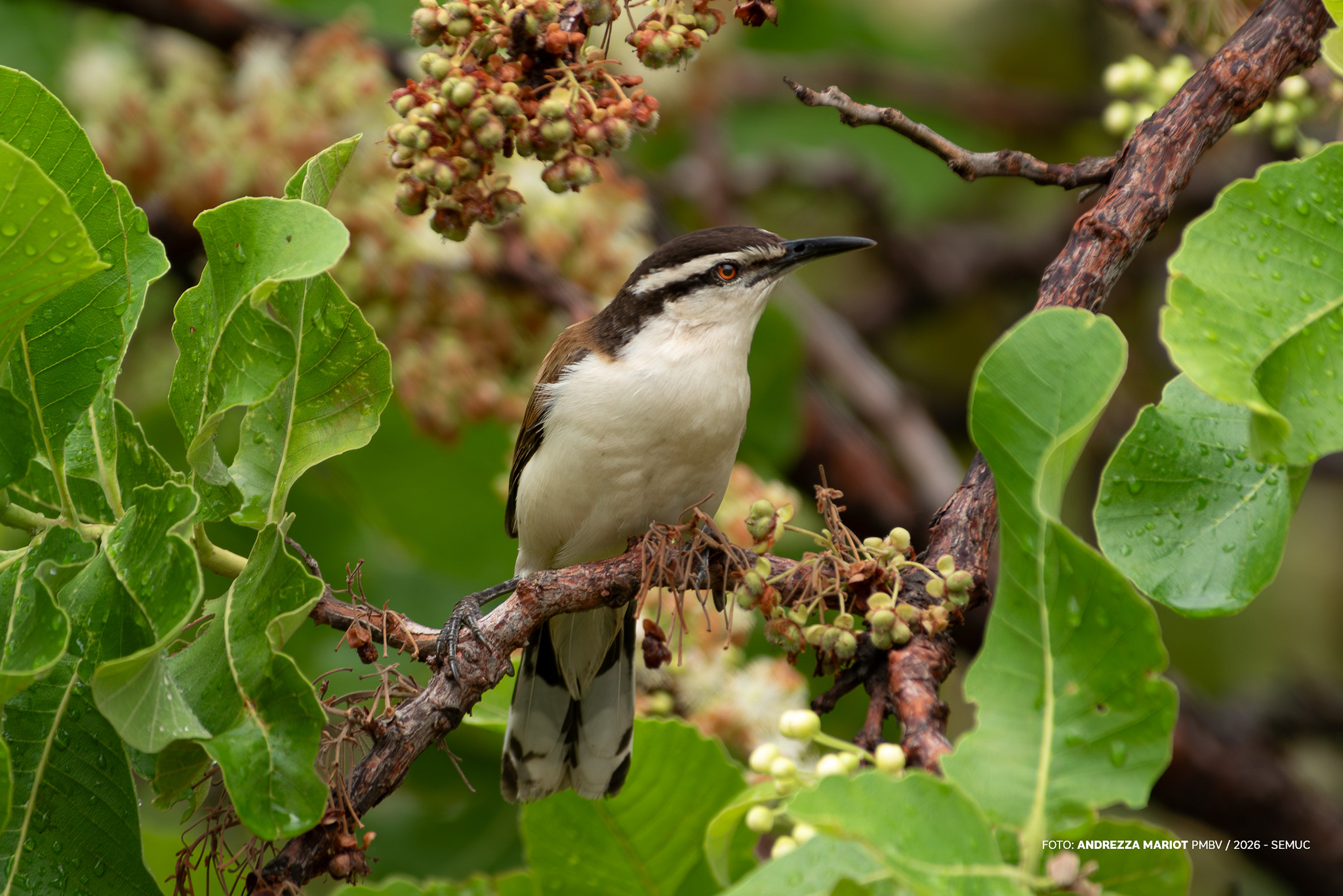 1773856444 710 Bosque dos Papagaios cantos que acalmam e atraem observadores