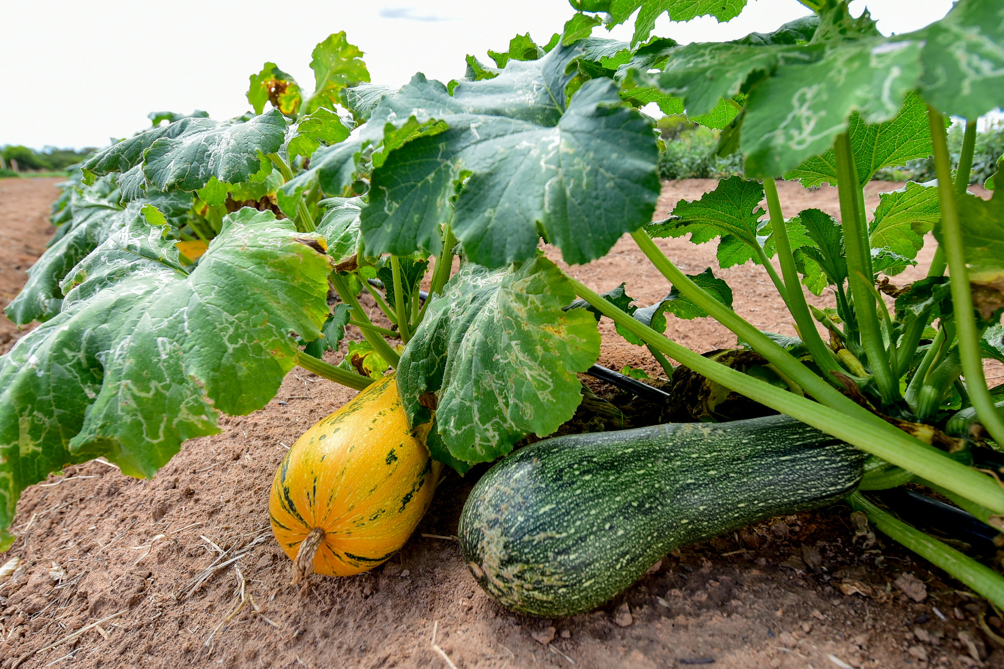 1774659061 688 Canteiros do CDT atraem publico no 4o Dia de Campo