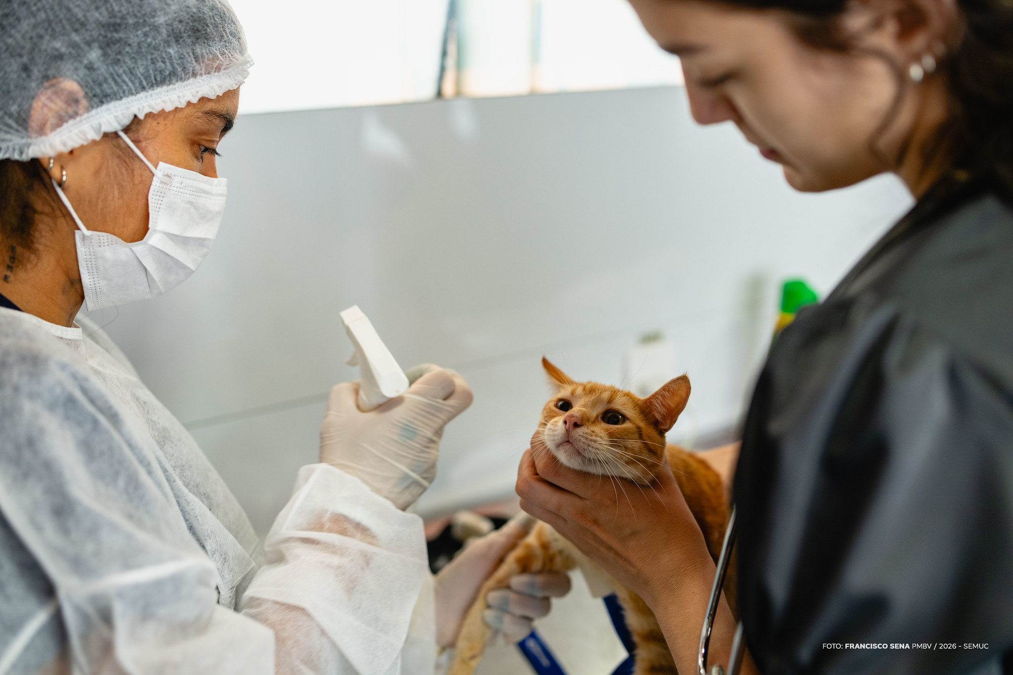 1775802328 910 Castra Movel faz castracao gratuita de machos em Boa Vista