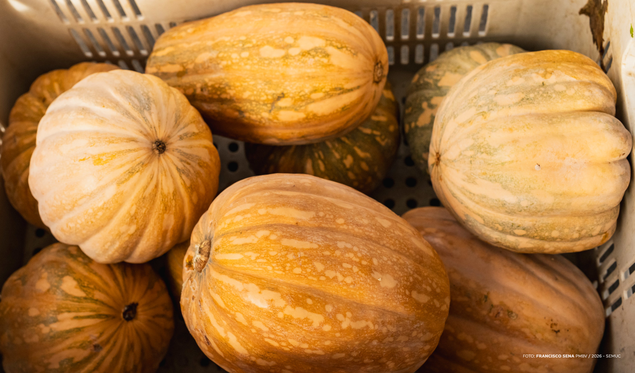 1775831293 786 Agricultores do PAA entregam 60 toneladas de alimentos a SMAAI