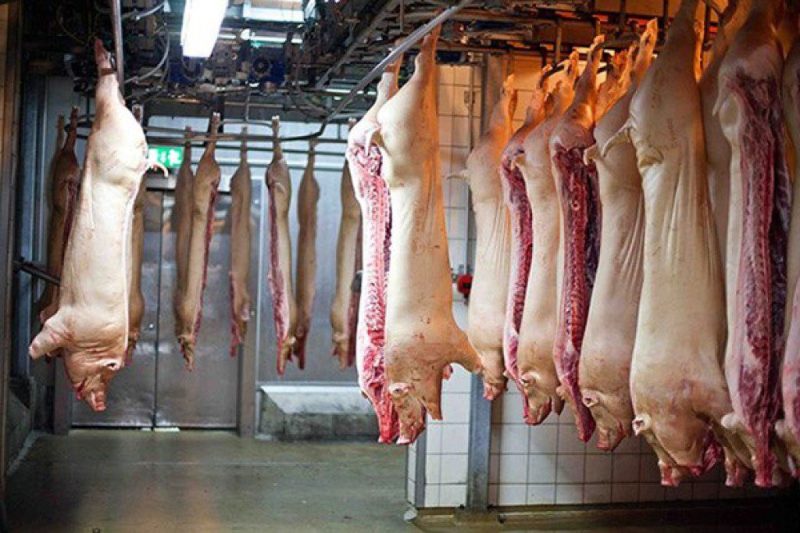 Exportações de carne suína bateram recorde histórico: 1,2 milhão de toneladas 1 10dbc84f9fd7290bd3f8c53c69fbfe09