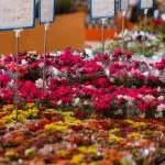 c50f48045b0c888840243ed83d86394c