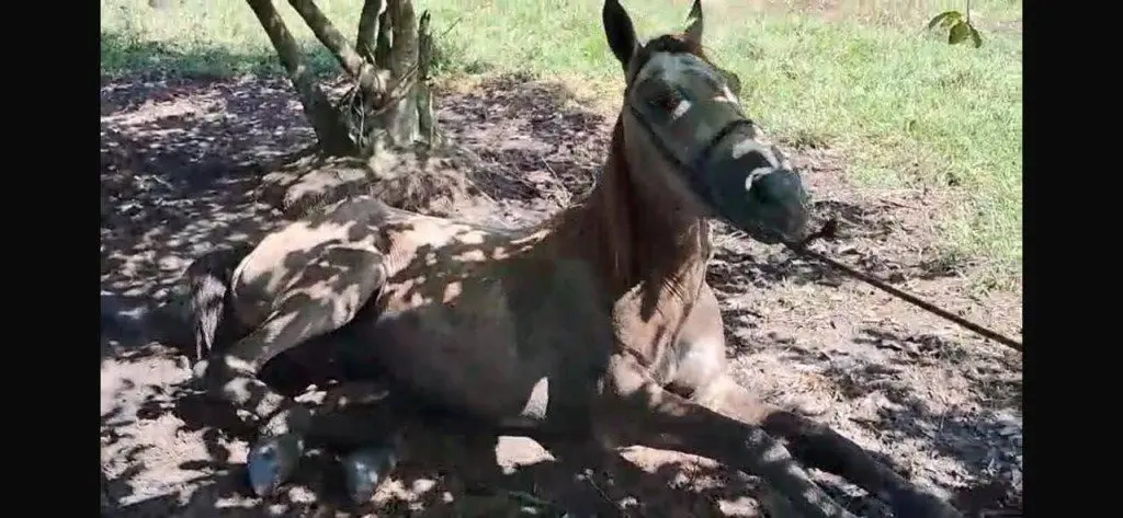 Casos de encefalite equina aparecem em Roraima 1 c7670126b4eff9f5c89beb542c8927ef