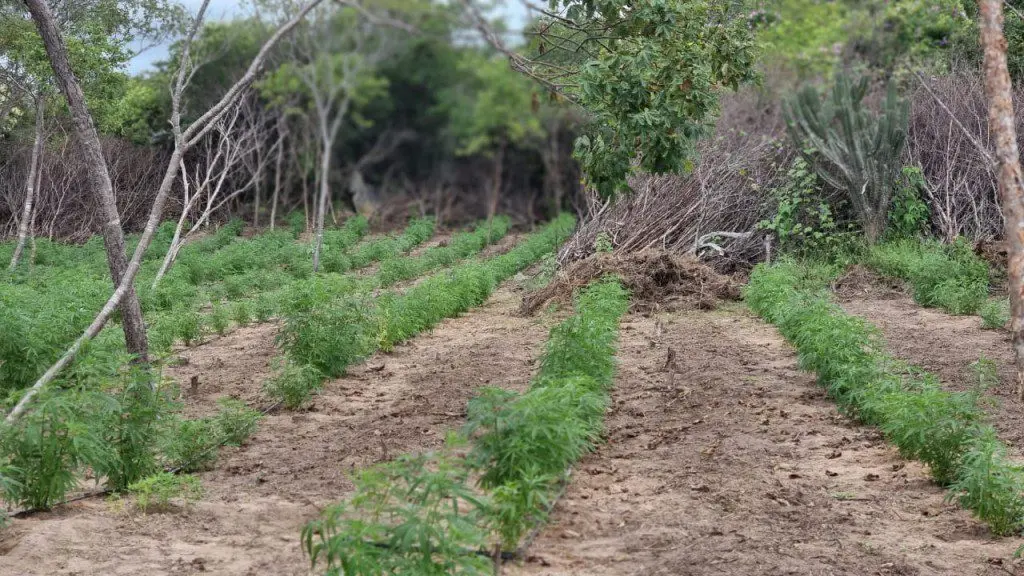 PF e PM erradicam 47 mil pés de maconha no Sertão Pernambucano 1 1899532fd729f6b295e1e254470a2bca