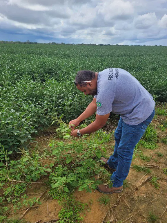 Governo executa ação preventiva local contra planta invasora considerada praga no Brasil 4 ce87dad482c2bf98b4ff0266acefc8cb