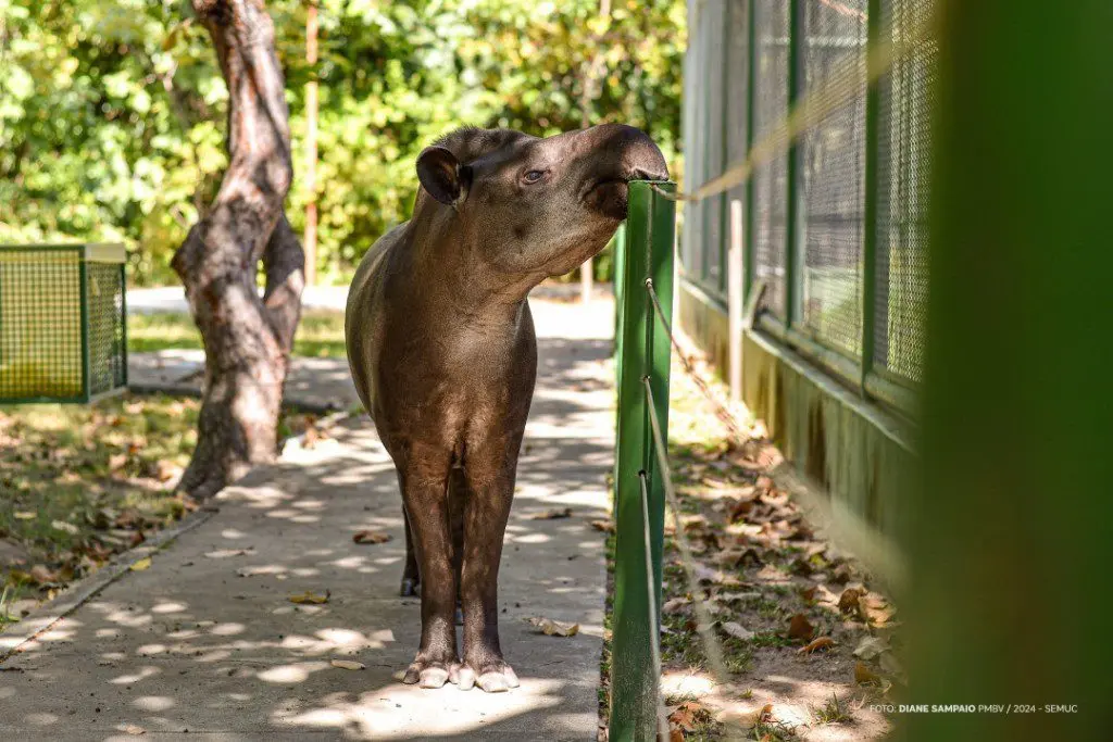 BOSQUE DOS PAPAGAIOS - Qualidade de vida dos animais melhora em dias livres no parque ambiental 1 5644ae74a4e3bf3392f8a034c421c6f8