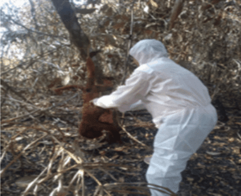 Epizootia em Alto Alegre Ascom Sesau 3