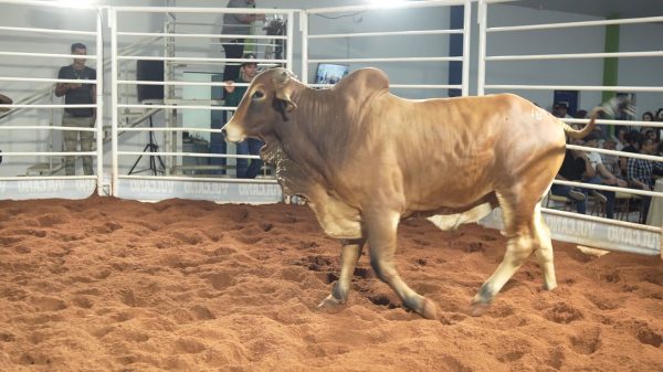 Leiloes sao vitrine para pecuaria de alta qualidade em Roraima 2