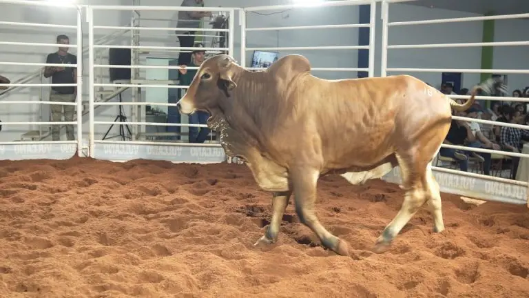 Leiloes sao vitrine para pecuaria de alta qualidade em Roraima 2