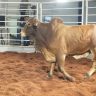 Leiloes sao vitrine para pecuaria de alta qualidade em Roraima 2