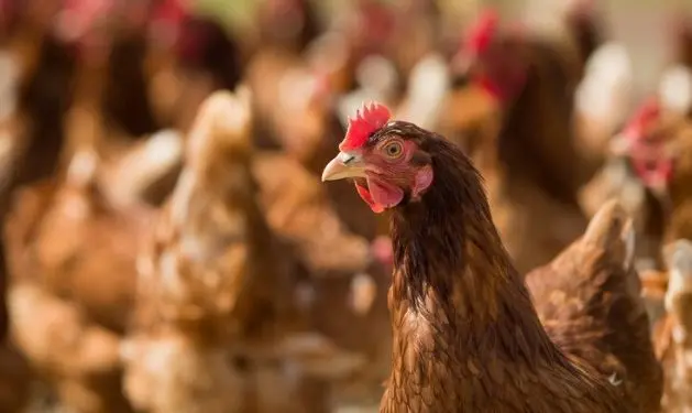 MCASSAB Prejuizo na granja desafios entericos comprometem a producao de ovos Foto Divulgacao 1