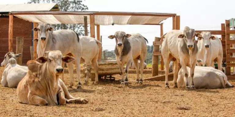 Pearson grandes Combinacao de nutricao de qualidade e controle parasitario promove ganhos de produti
