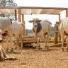 Pearson grandes Combinacao de nutricao de qualidade e controle parasitario promove ganhos de produti