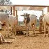 Pearson grandes Combinacao de nutricao de qualidade e controle parasitario promove ganhos de produti