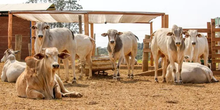 Pearson grandes Combinacao de nutricao de qualidade e controle parasitario promove ganhos de produti