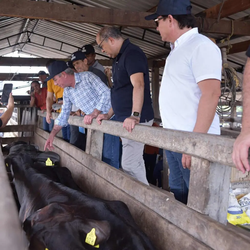 entrega de 90 novilhas prenhes para produtores de Sao Luiz 1 scaled