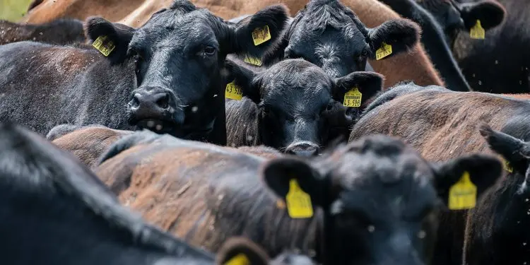 vetoquinol bovinos etienne girardet unsplash