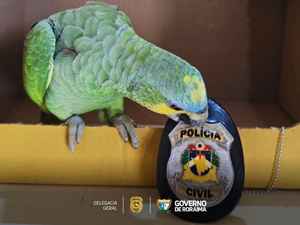 OPERAÇÃO KAPOK: Polícia Civil deflagra ação para combater facção criminosa na Vila Samaúma 6 1731585693 479 OPERACAO KAPOK Policia Civil deflagra acao para combater faccao criminosa