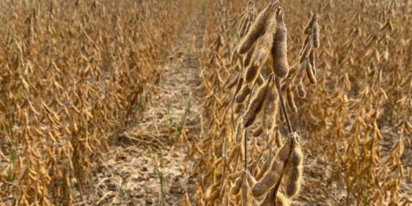 acadian bioestimulantes sao aliados dos agricultores para o aumento da produtividade na soja foto di