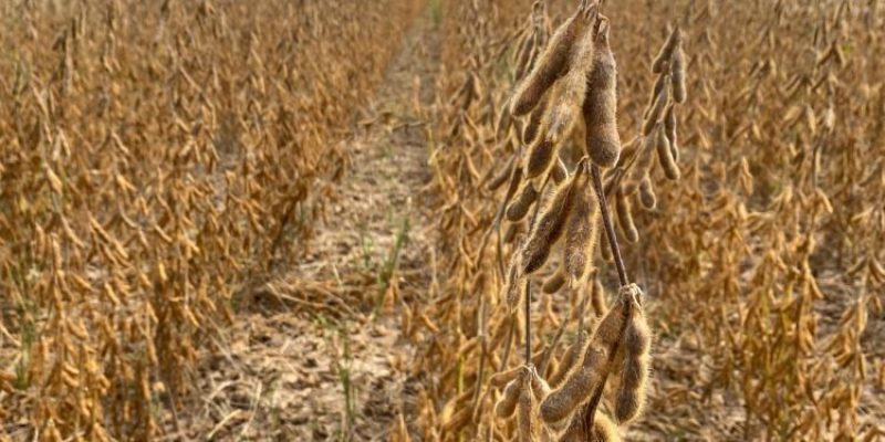 ACADIAN Bioestimulantes sao aliados dos agricultores para o aumento da produtividade na soja Foto Di