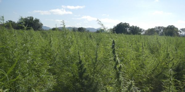 Falta de regulamentacao da cannabis e omissao dolosa diz especialista