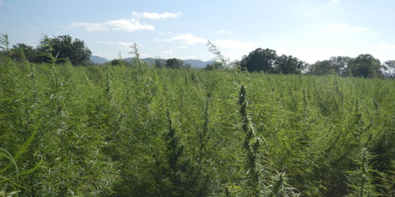 Falta de regulamentacao da cannabis e omissao dolosa diz especialista
