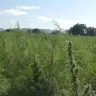 Falta de regulamentacao da cannabis e omissao dolosa diz especialista