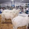 Leiloes da Expoferr Show fortalecem a pecuaria de Roraima 2