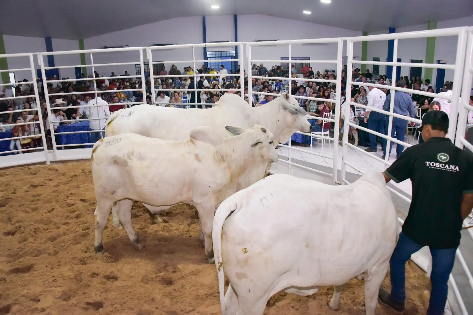 Leiloes da Expoferr Show fortalecem a pecuaria de Roraima 2
